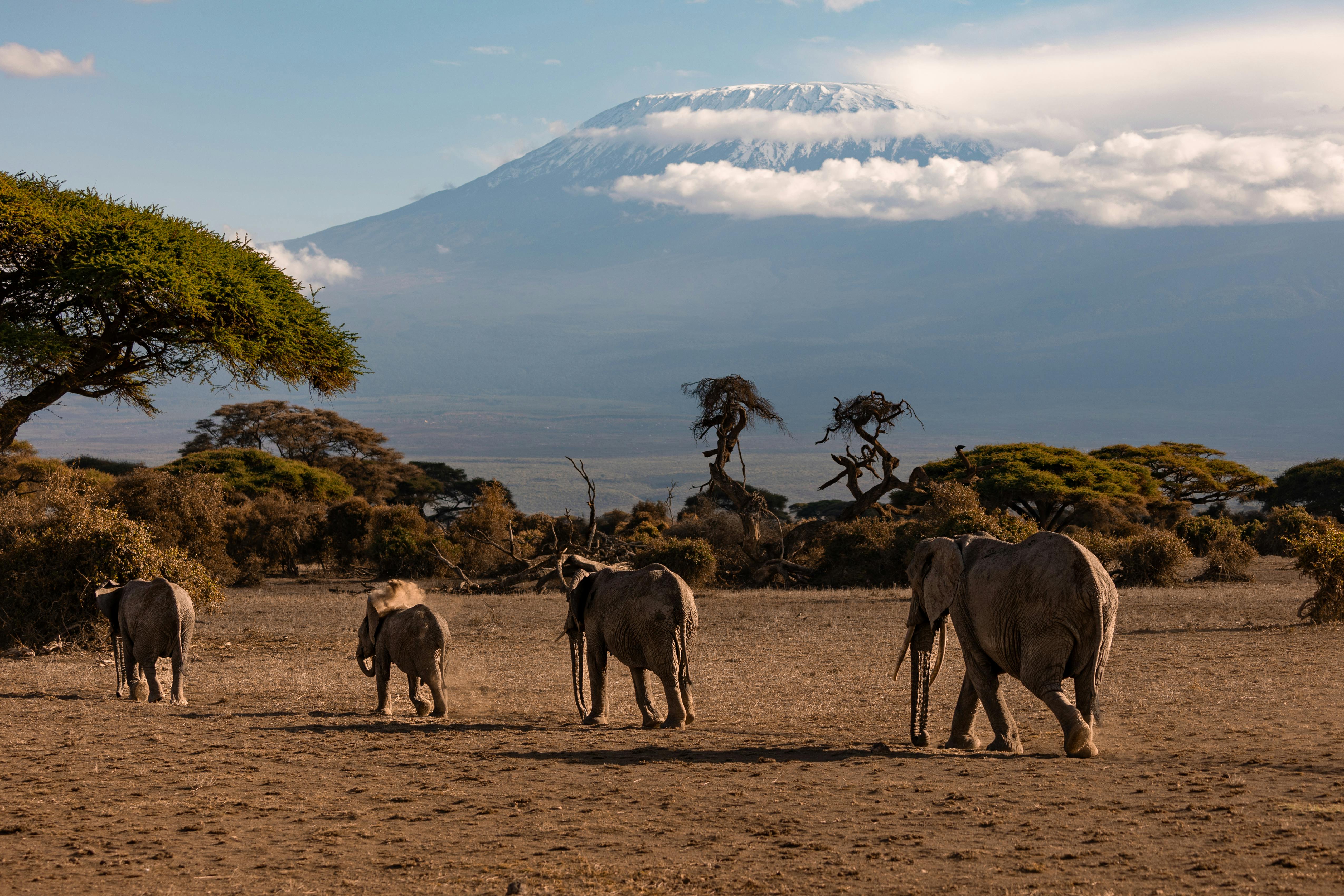 8 Day Amboseli & Tsavo Safari Adventure